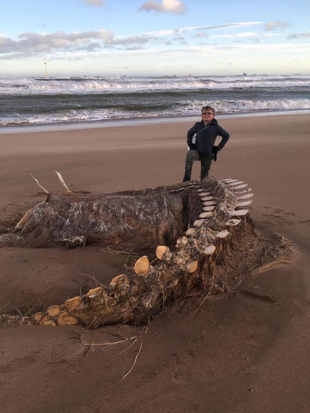 Гігантський скелет «Нессі» вимило на шотландському пляжі під час шторму Сіара. Дивовижна знахідка була зроблена в неділю, світ обговорює фотографію загадкової істоти.