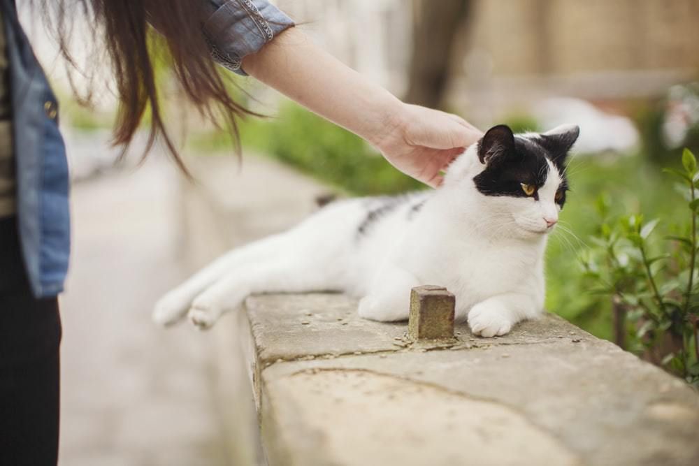 Вчені з'ясували, скільки хвилин людині треба пестити кішку, щоб почуватися краще. Кілька хвилин спілкування з кішкою допоможуть позбутися стресу.