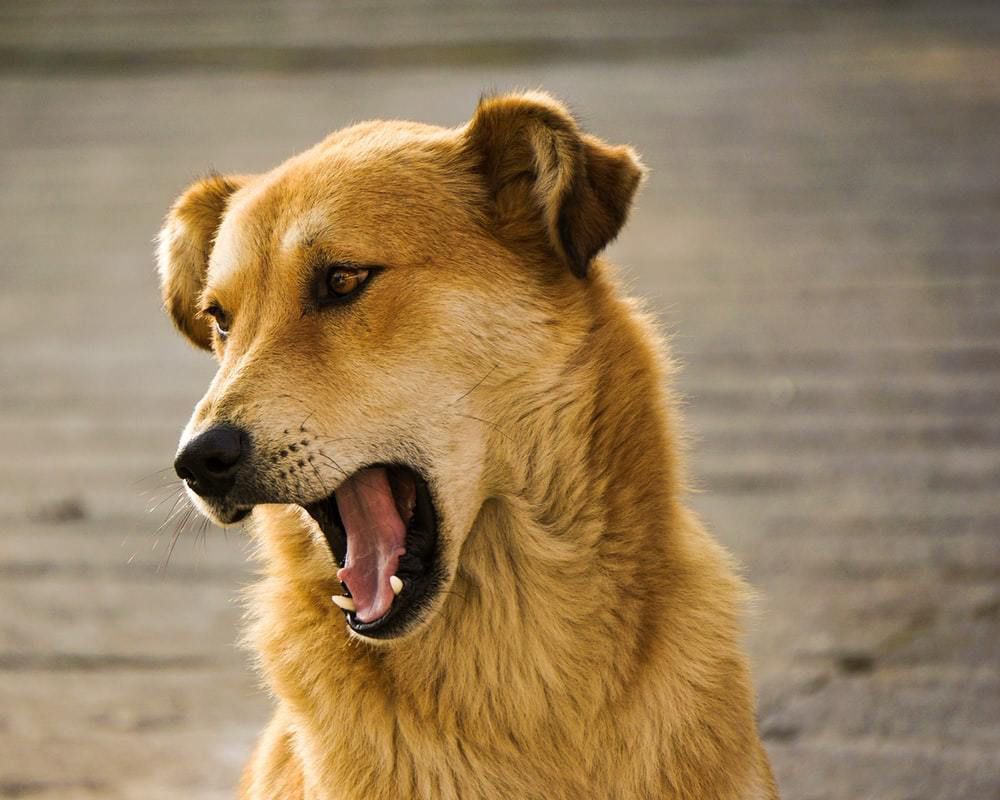 Вчені довели, що собаче позіхання жодним чином не пов'язане з емпатією до людини, яка знаходиться поруч. Собаче позіхання не має зв'язку з емпатією до людини.