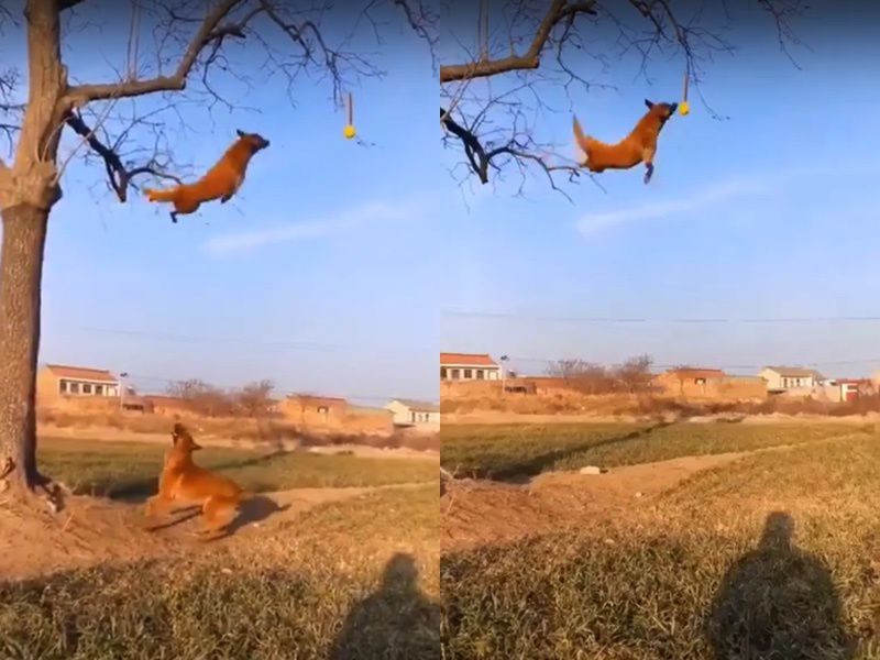 Смішне відео, на якому одна собака вчить іншу як скакати з дерева і злітати. Не кожна собака на таке здатна.