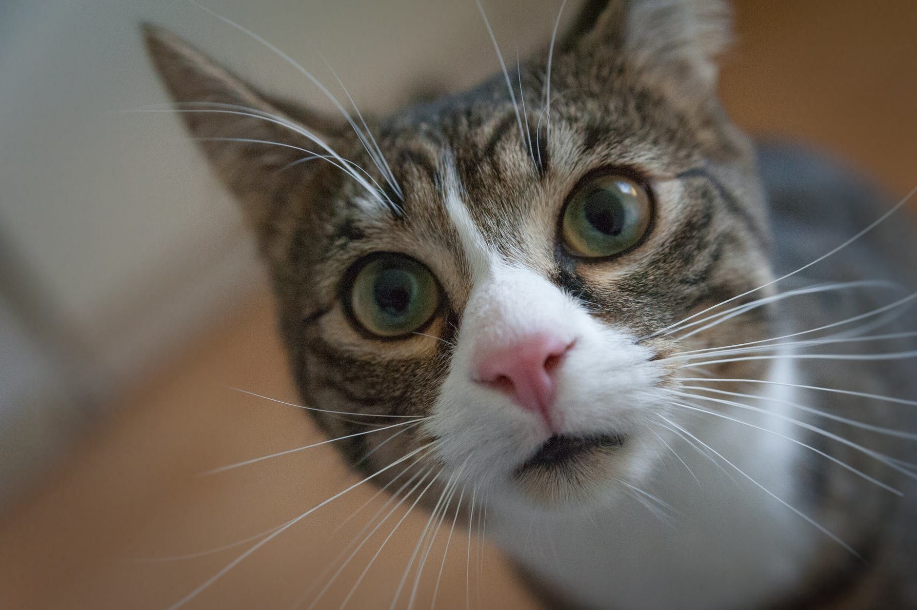 Фахівці Японського інституту акустики розробили котячий електронний перекладач. Він вміщується на долоні.