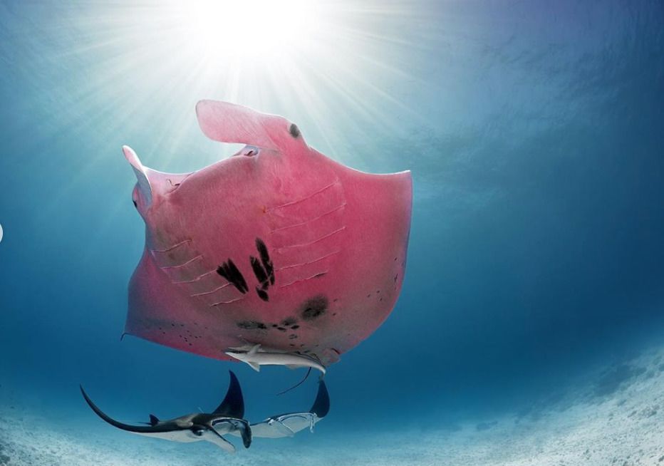 Підводний фотограф зняв єдиного в своєму роді ската з аномальною пігментацією. Рожева риба на прізвисько Інспектор Клюзо — один з найзагадковіших підводних мешканців у світі.