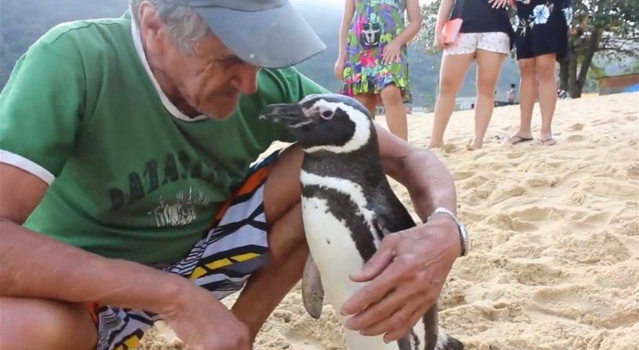 У Бразилії пінгвін щороку пропливає по 8 тисяч кілометрів, щоб відвідати свого рятівника. Чоловік врятував пінгвіна, який потрапив у нафтову пляму. Це стало початком зворушливої дружби.