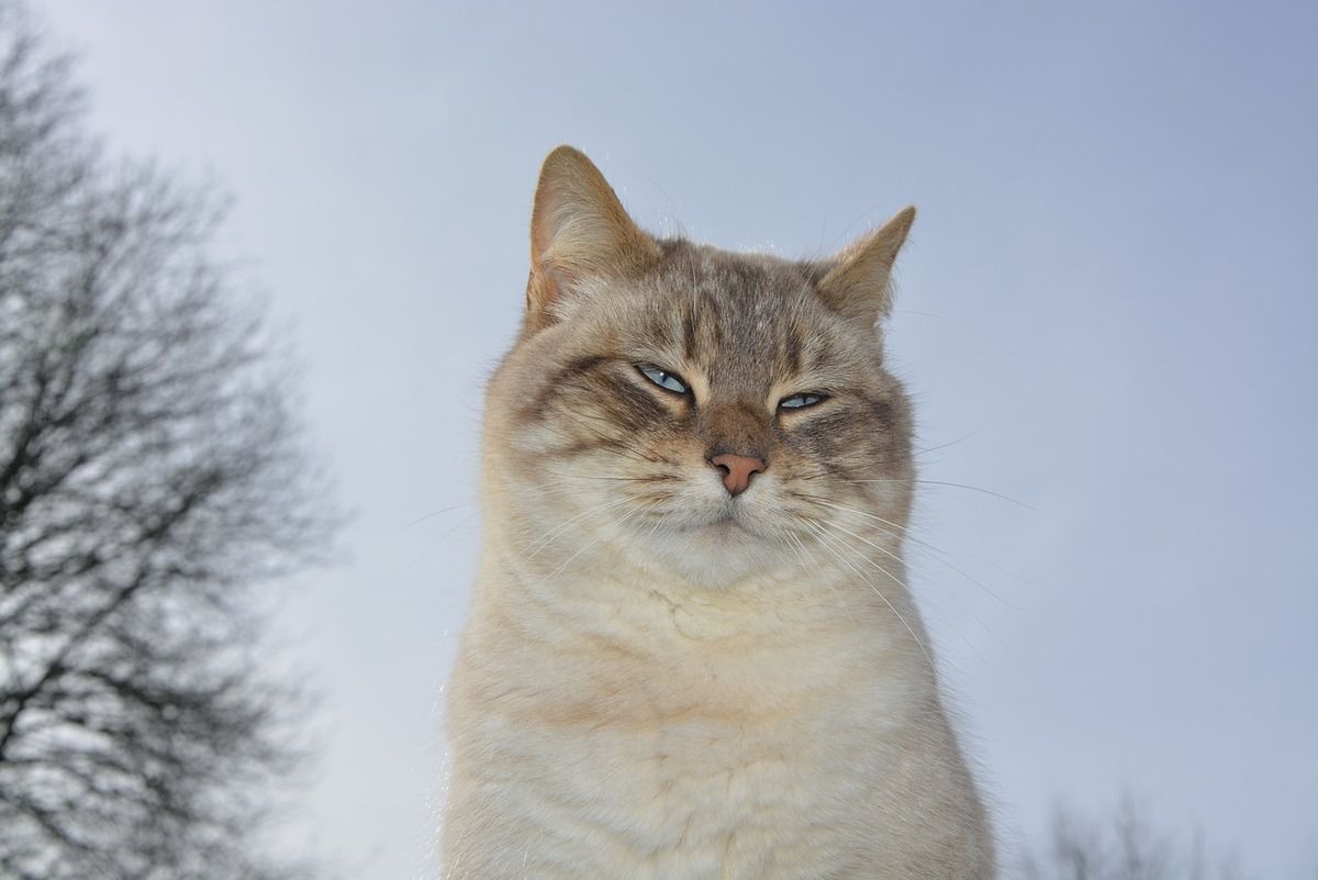 Кілька причин, чому треба любити кота. У кота є правила, і вони прості та відверті.