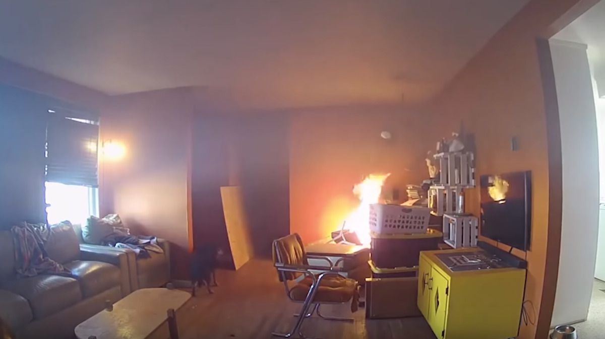 Допитливий пес влаштував пожежу в господарській квартирі. Відеозапис з камери спостереження доводить, що в домашньому вогні винна гра цуценят.