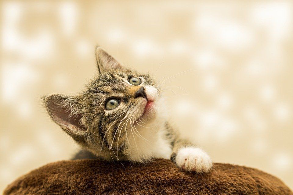 Вчені пояснили, чи знає ваша кішка своє ім'я або вона просто прикидається. Чи знає ваша кішка, як її звуть?