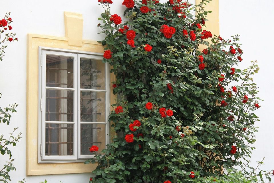 Яких правил потрібно дотримуватися при догляді за плетистою трояндою навесні. Правила догляду за плетистою трояндою навесні, щоб вона добре цвіла.