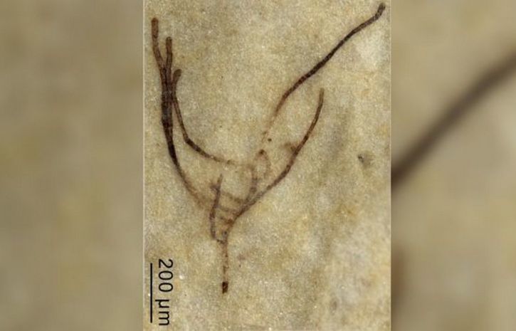 Знайдені скам'янілості стародавніх водоростей віком понад один мільярд років. По всій видимості вони найдавніші предки рослин.