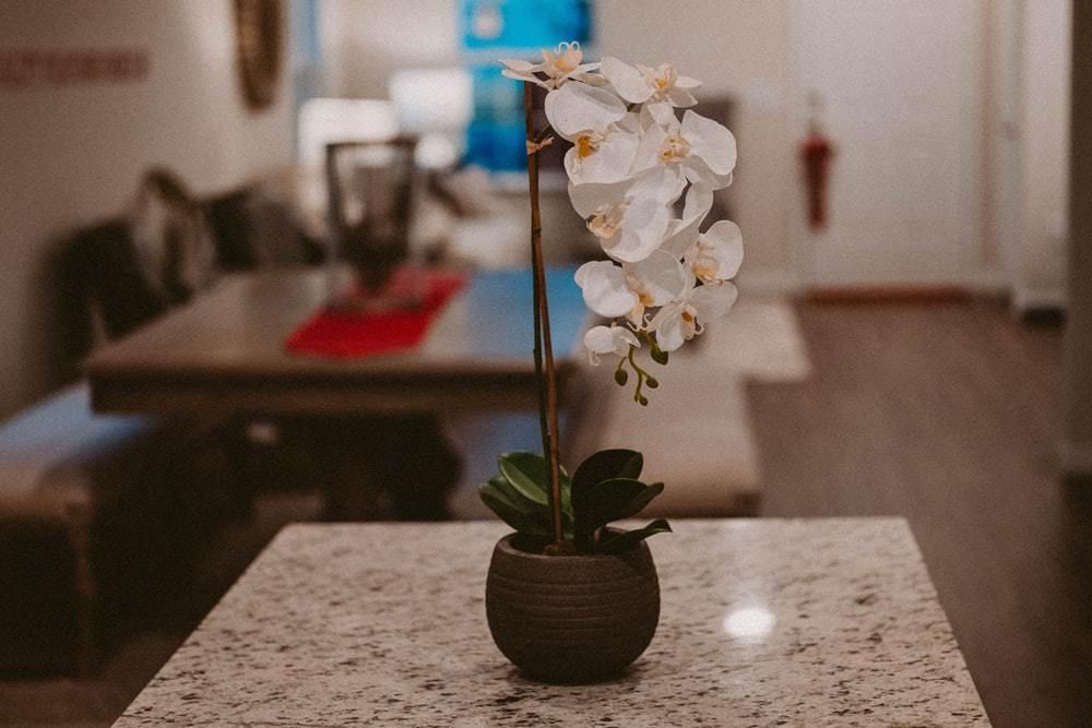 Як допомогти кімнатній рослині швидше адаптуватися вдома після придбання: корисні поради. Кілька порад допоможуть квітці швидше звикнути до умов вашої домівки після придбання.