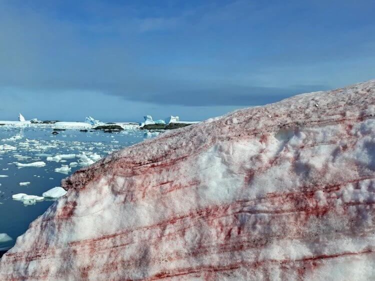Вчені пояснили, чому в Антарктиді сніг став червоного кольору. Незвичайне забарвлення снігу надали одноклітинні зелені водорості.