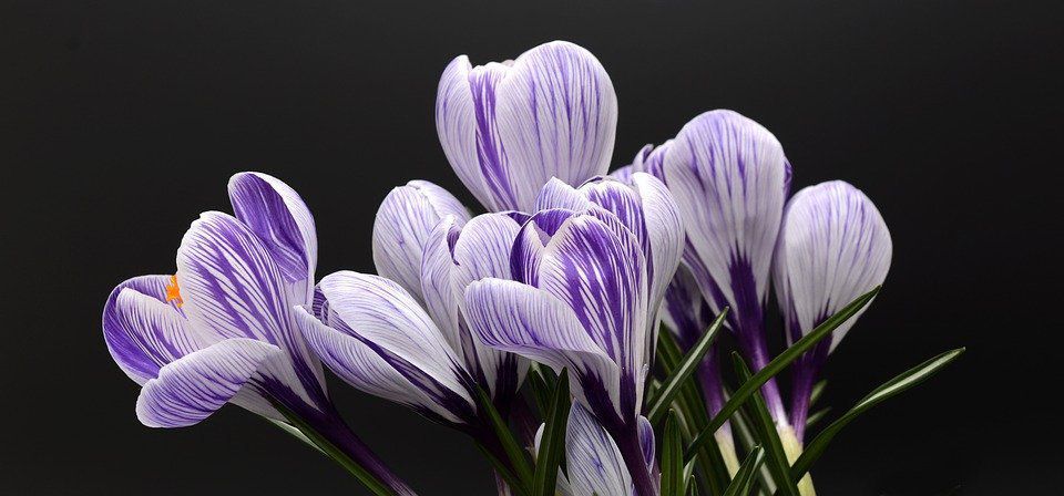Довго не в'януть — добірка кімнатних квітів, які краще всього дарувати на 8 березня. Які квіти в горщиках варто подарувати на 8 березня.