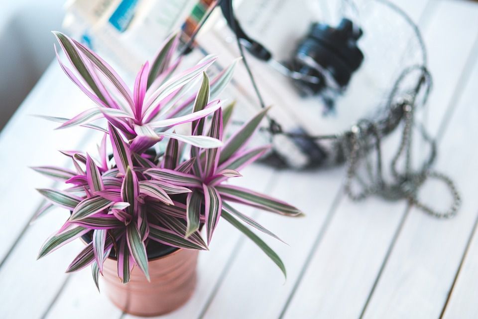 5 основних причин, через які люди більше не хочуть тримати вдома кімнатні рослини. Інколи люди відмовляються мати вдома кімнатні рослини.