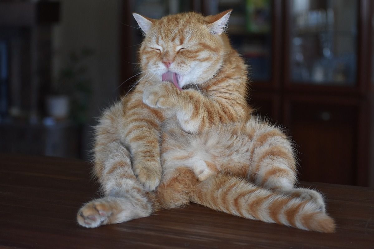 Як вивести грудки вовни у котів? Поради експерта. Всупереч поширеній думці коти не «кашляють» кульками вовни.