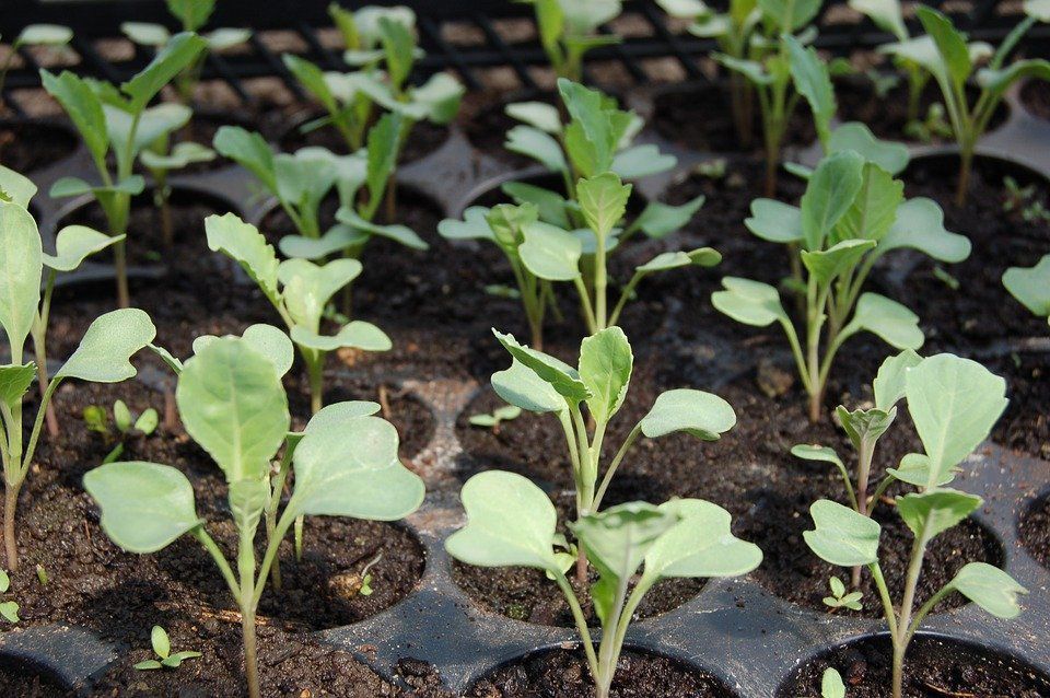 Городники поділилися порадами, як правильно вирощувати розсаду капусти. Як виростити здорову і міцну розсаду капусти.