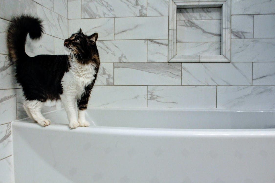 Як безпечно помити кішку, перетворивши купання в приємну процедуру. Як правильно купати кішку.