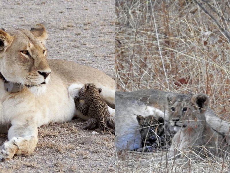 В Індії левиця усиновила і виходила хворого дитинча леопарда — перший доведений випадок. У національному парку Індії "Гірський ліс" левиця "усиновила" і виходила хворого дитинча леопарда.