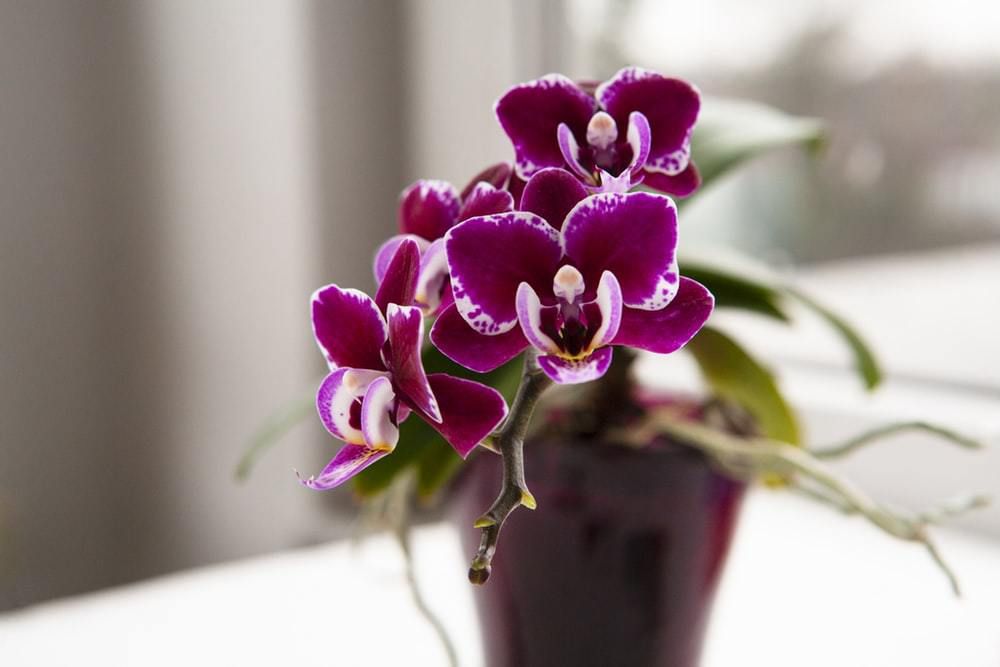 Ці 5 рослин можна сміливо дарувати жінкам, які ще не одружені. Деякі квіти допоможуть жінкам швидке одружитися.