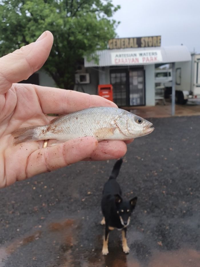 У маленькому містечку з'явились незвичайні перехожі і це були риби, які пересувались повітрям. Після сильної зливи у калюжах австралійського міста опинились живі рибини.