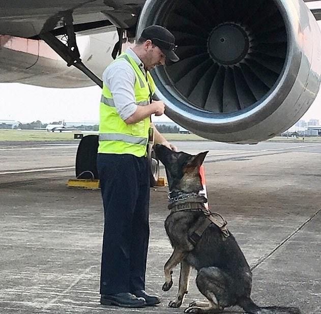 Поліцейський пес виявився занадто добрим для служби в поліції, але знайшлася робота, яке підійшла йому на всі 100%. Тепер вівчарка ганяє птахів на аеродромі.