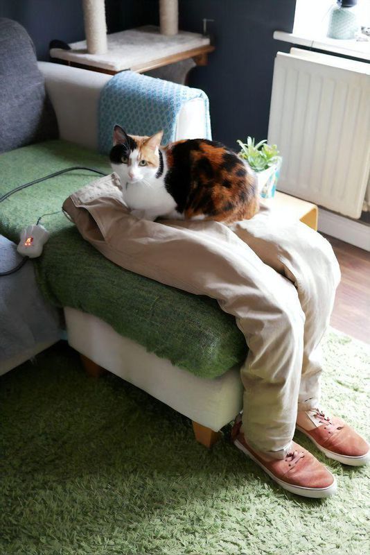 "Штучні ноги" обдурили кішку, яка хотіла постійно сидіти на колінах господарів. Господарі придумали, як звільнитися від кішки хоча б під час роботи.