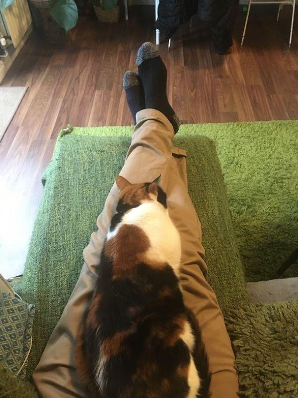 "Штучні ноги" обдурили кішку, яка хотіла постійно сидіти на колінах господарів. Господарі придумали, як звільнитися від кішки хоча б під час роботи.