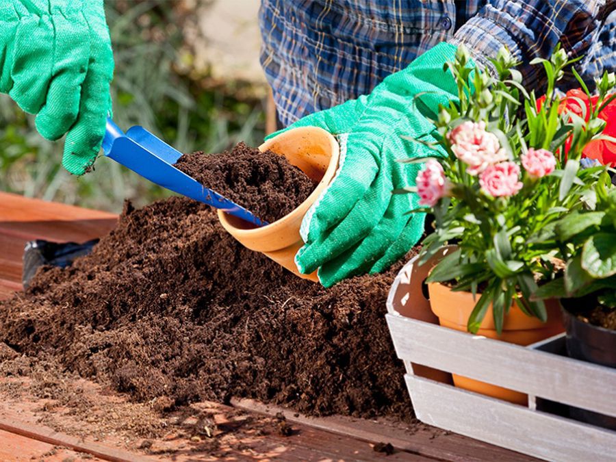 Плюси і мінуси готового ґрунту для розсади та кімнатних квітів. 4 переваги і 4 недоліки покупного ґрунту.