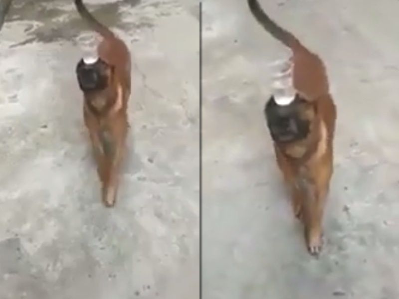 Господар навчив свого пса носити на голові стакан з водою, не проливаючи ні краплі. Під час репетицій проливав літри.