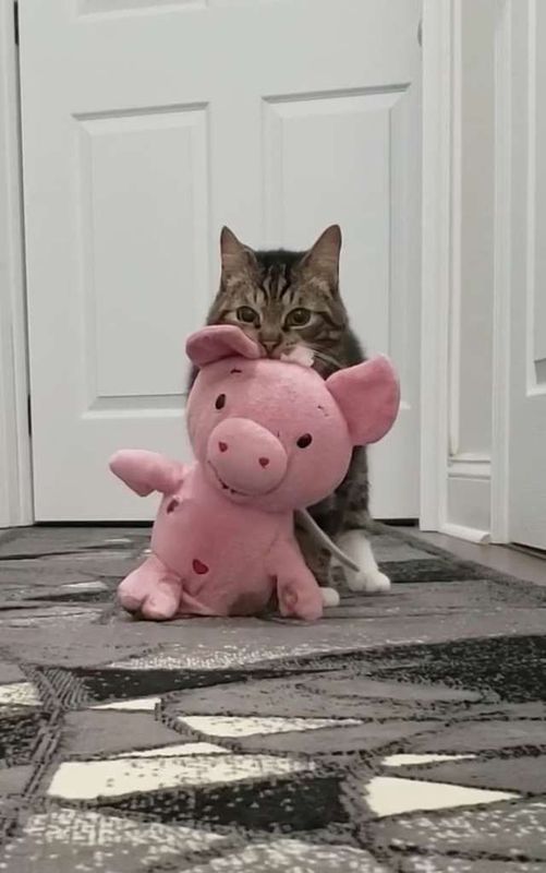 У кота є найкращий друг — рожеве плюшеве порося, з яким він ніколи не розлучається. Господарі вже звикли до того, що їхній кіт постійно гордо тягне за собою плюшеву свиню.