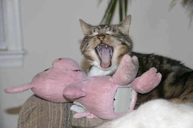 У кота є найкращий друг — рожеве плюшеве порося, з яким він ніколи не розлучається. Господарі вже звикли до того, що їхній кіт постійно гордо тягне за собою плюшеву свиню.