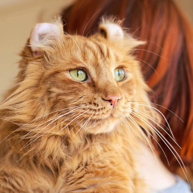 10 найкрасивіших порід кішок: справжня насолода для любителів тварин. У їх досконалості ніхто не зможе засумніватися.