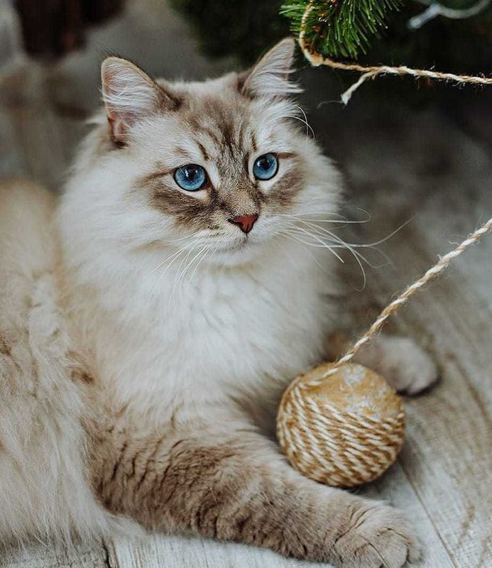 10 найкрасивіших порід кішок: справжня насолода для любителів тварин. У їх досконалості ніхто не зможе засумніватися.