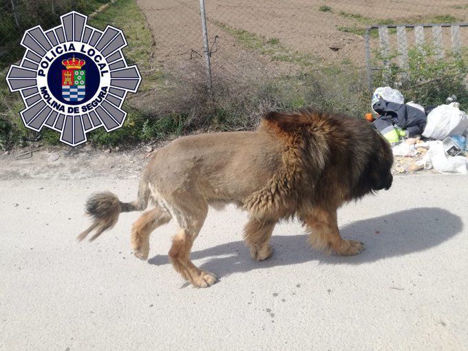 У поліцію повідомили про лева, який розгулює по вулицях міста, але як виявилося, це зовсім не лев. Господар зробив собаці нову зачіску і цим налякав все місто. Підійти до нього боялися навіть копи.