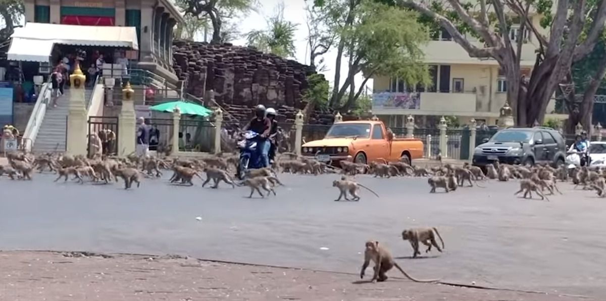 Сотні голодних мавп вибігли на вулиці міста в Таїланді і винні в цьому туристи. В пошуках їжі на вулиці вийшли банди голодних мавп.