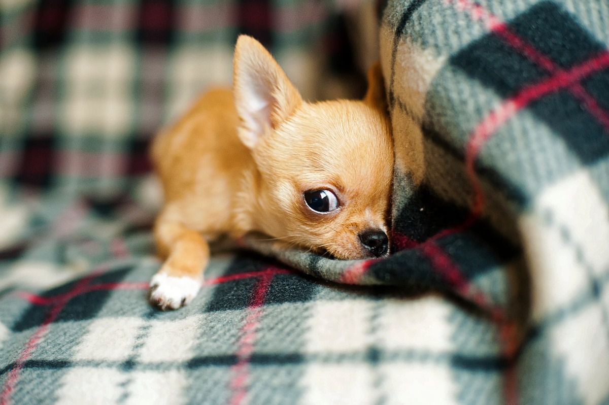 Вчені з'ясували, чому маленькі собаки живуть вдвічі довше за великих. До найпоширеніших тверджень відноситься те, що собаки дрібних порід живуть довше великих. Невже це правда?
