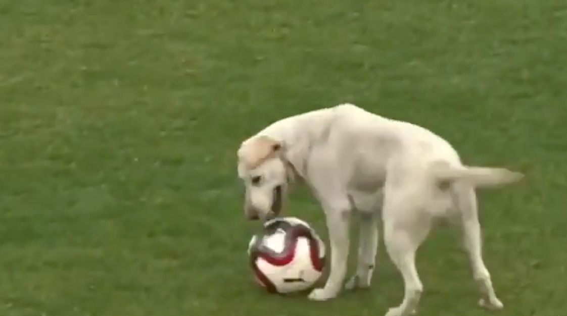 Собака стала головною зіркою футбольного матчу. Ось це ми називаємо — звіряча любов до спорту!