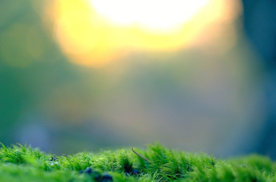 Чому на газоні після зими з'являється мох і як його позбутися. Мох з'являється на газоні з різних причин.