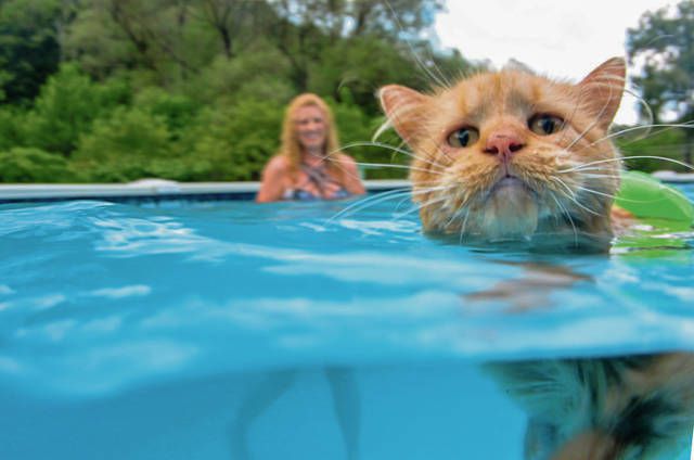 Для цього кота басейн з водою не перешкода, якщо потрібно скласти компанію своїй улюбленій господині. Друзі — не розлий вода!