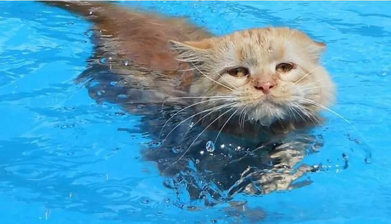 Для цього кота басейн з водою не перешкода, якщо потрібно скласти компанію своїй улюбленій господині. Друзі — не розлий вода!