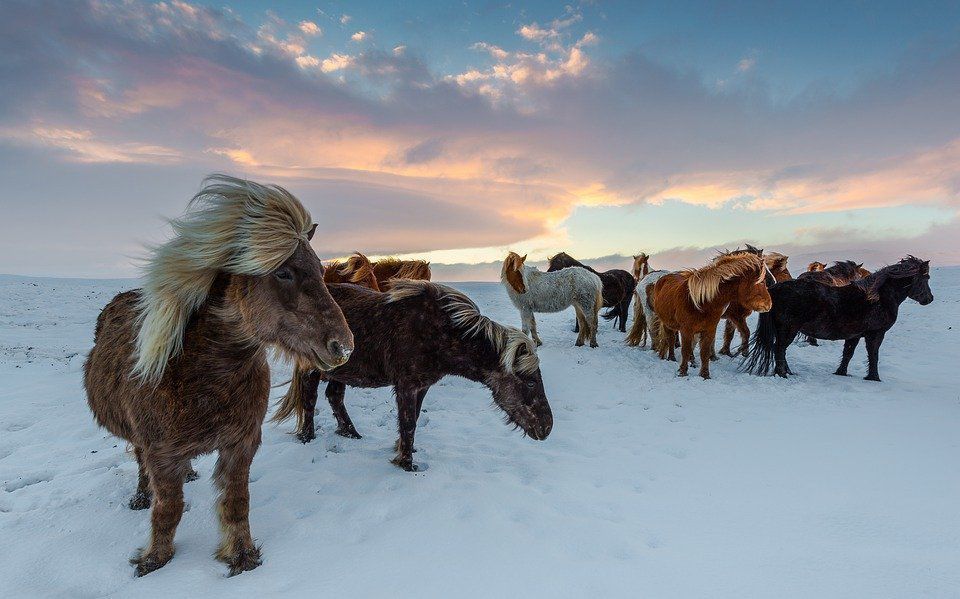Вчені пояснили, як коні здатні стримати катастрофічно різке наростання глобального потепління. Стада копитних допоможуть зберегти вічну мерзлоту.