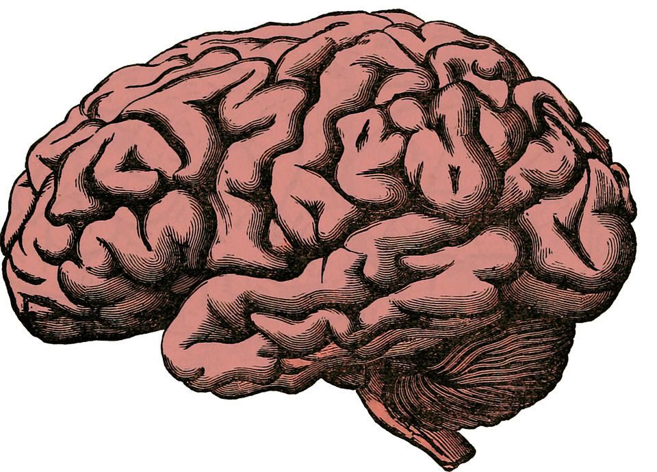 Вчені довели, що кора головного мозку з'явилася на 300 млн років раніше. Мозок людини був винайдений природою вже 500 млн років тому.