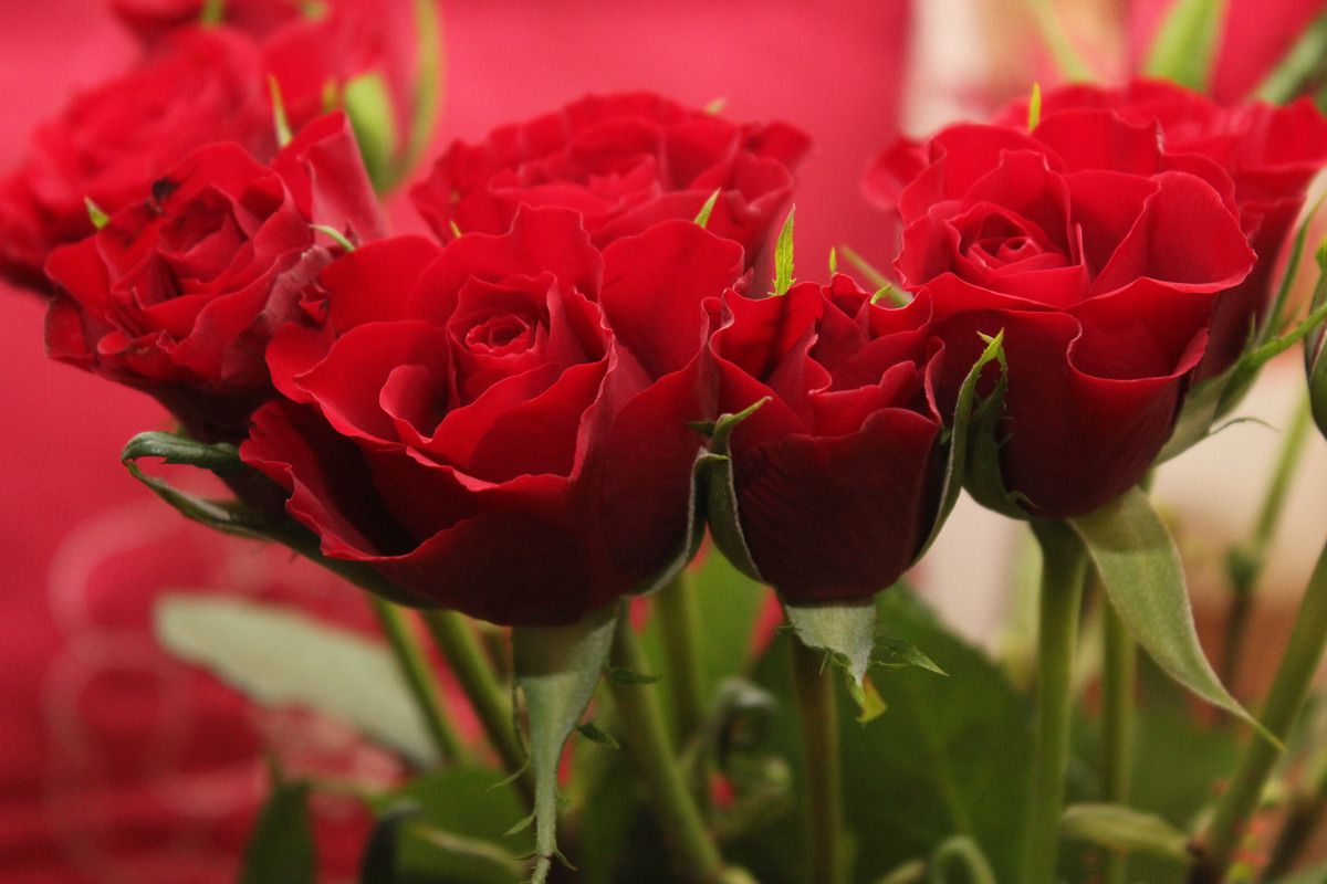 5 фактів про троянди, про які знають дуже мало людей. Ці факти про троянди для деяких людей будуть відкриттям.