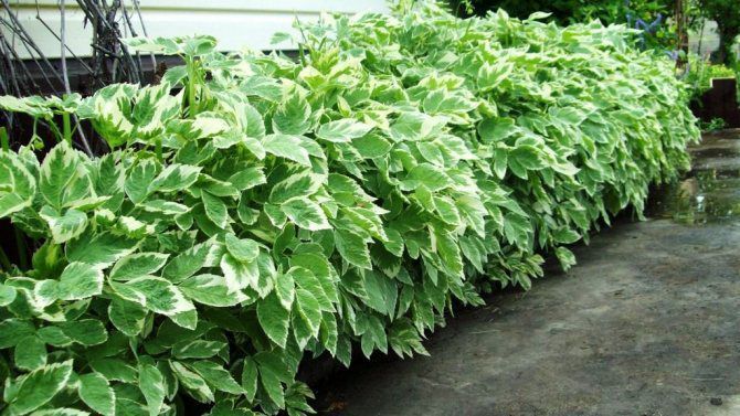 Які декоративні рослини можна використовувати для боротьби з бур'янами. Зелені помічники, які чудово підійдуть для боротьби з бур'яном.