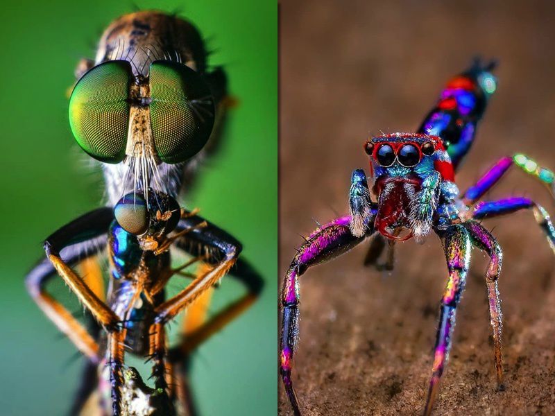 Фотограф з Індії, робить дивовижні фото, які змінять ваше ставлення до комах. Комахи на його фото виглядають, як мешканці інших планет.
