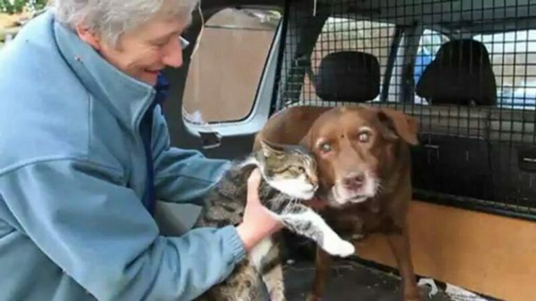 Собака, який через складні обставини став сліпим та глухим, знайшов собі вірного друга, який повернув йому жагу до життя. Завдяки коту собака-інвалід може радіти життю.