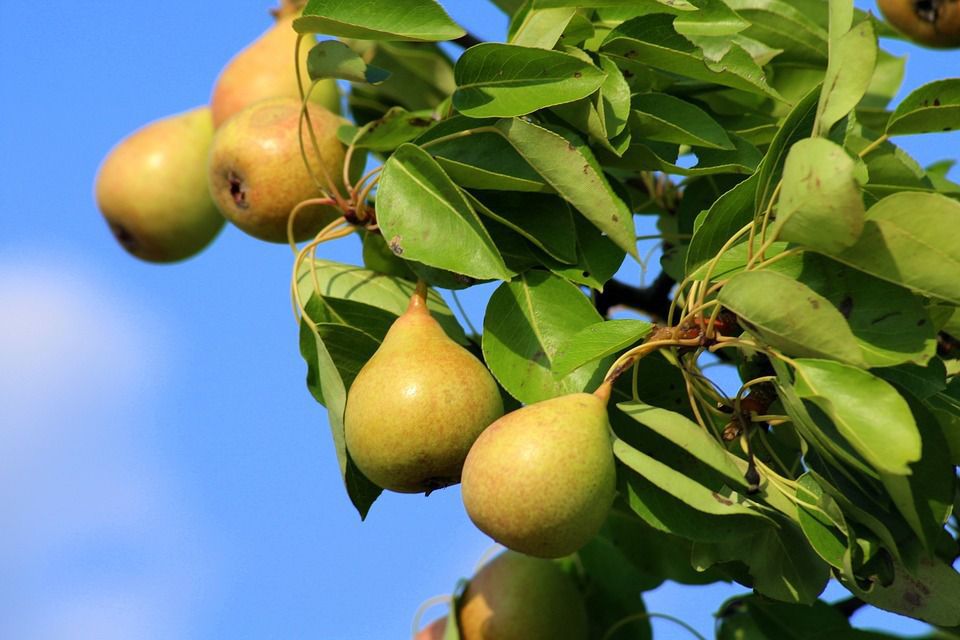 Як змусити грушу швидше плодоносити — 5 перевірених прийомів. Як отримати урожай смачних плодів швидше і без шкоди для дерева.