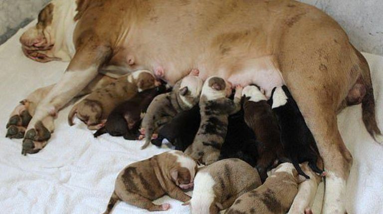 Собака зробила сюрприз своїй власниці та народила 20 цуценят. Собака вперше стало мамою. Багатодітною мамою.