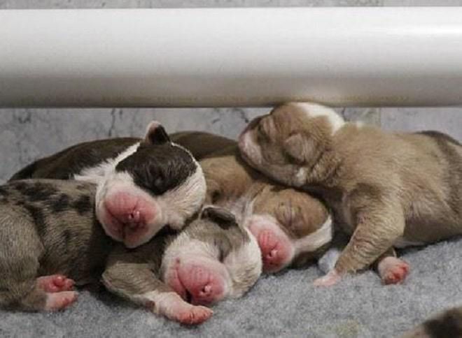 Собака зробила сюрприз своїй власниці та народила 20 цуценят. Собака вперше стало мамою. Багатодітною мамою.