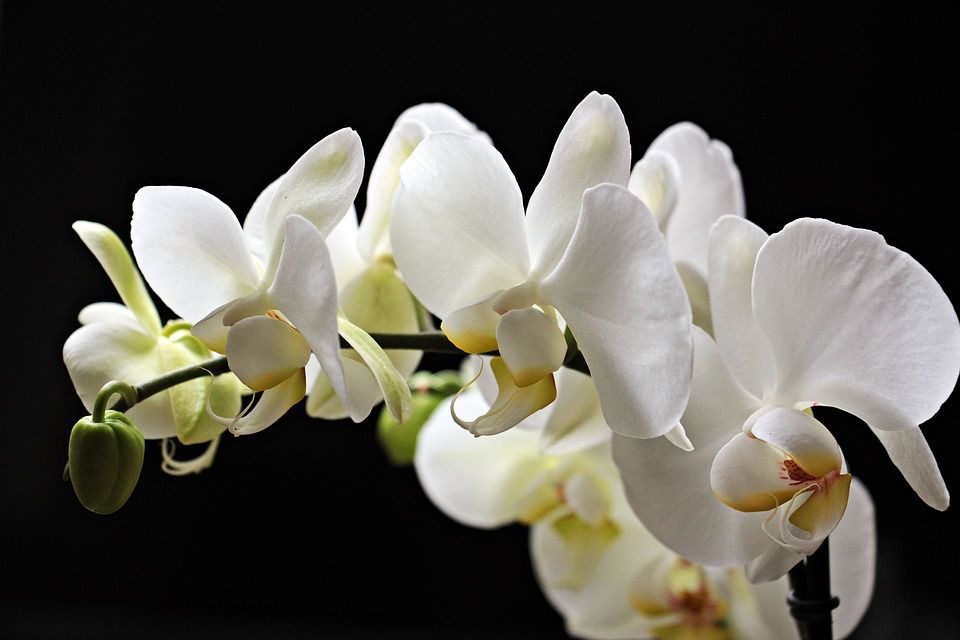 Як часник допомагає стимулювати пишне цвітіння орхідеї. Часник для орхідеї для пишного цвітіння.