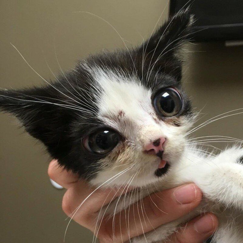 Жінка знайшла кошеня з величезними очима і віднесла його до ветеринара, виявилося, справа у його хворобі, але це не завадило маляті стати улюбленцем. Знайдене кошеня з незвичайними очима знайшло шлях до серця нової господині.