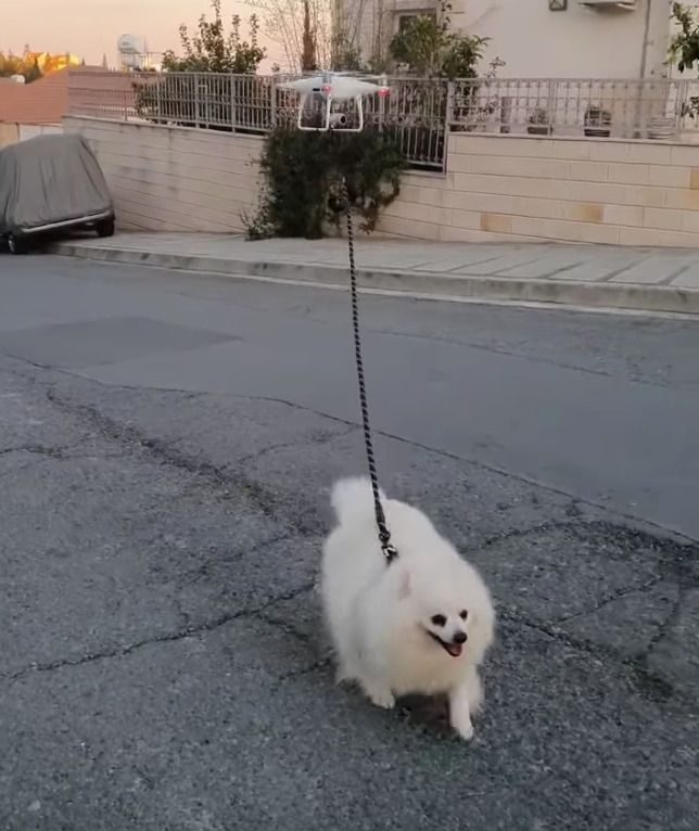 Господар знайшов оригінальний спосіб вигулювати собаку під час карантину. Цікаво, хто знімав, ще один дрон?